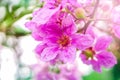 Beautiful pink flower Queen& x27;s Crape Myrtle or QueenÃ¢â¬â¢s flower